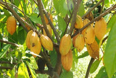 Cacao Việt Nam vào thị trường