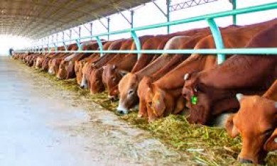 Dự án đầu tư trang trại chăn nuôi bò thịt, bò giống chất lượng cao